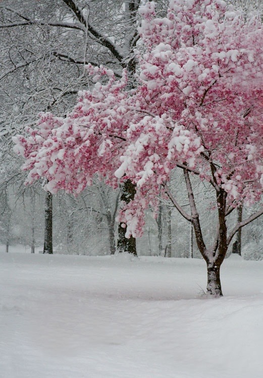 Pink flowering tree covered in snow